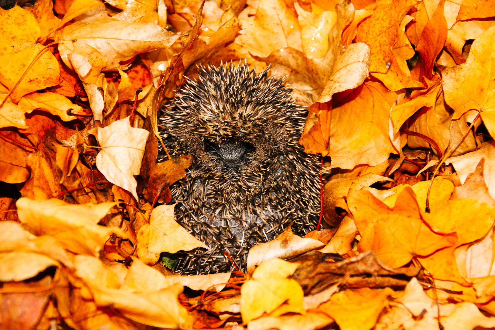 Igel im Herbst