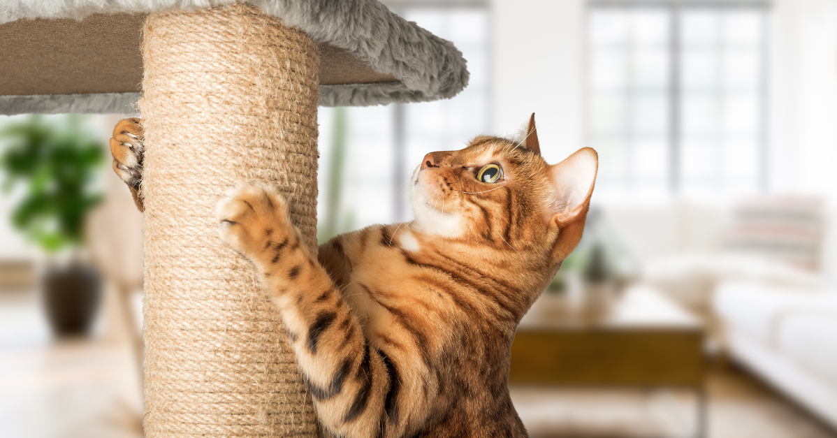 Wenn Katzen kratzen: Tipps für den perfekten Kratzbaum