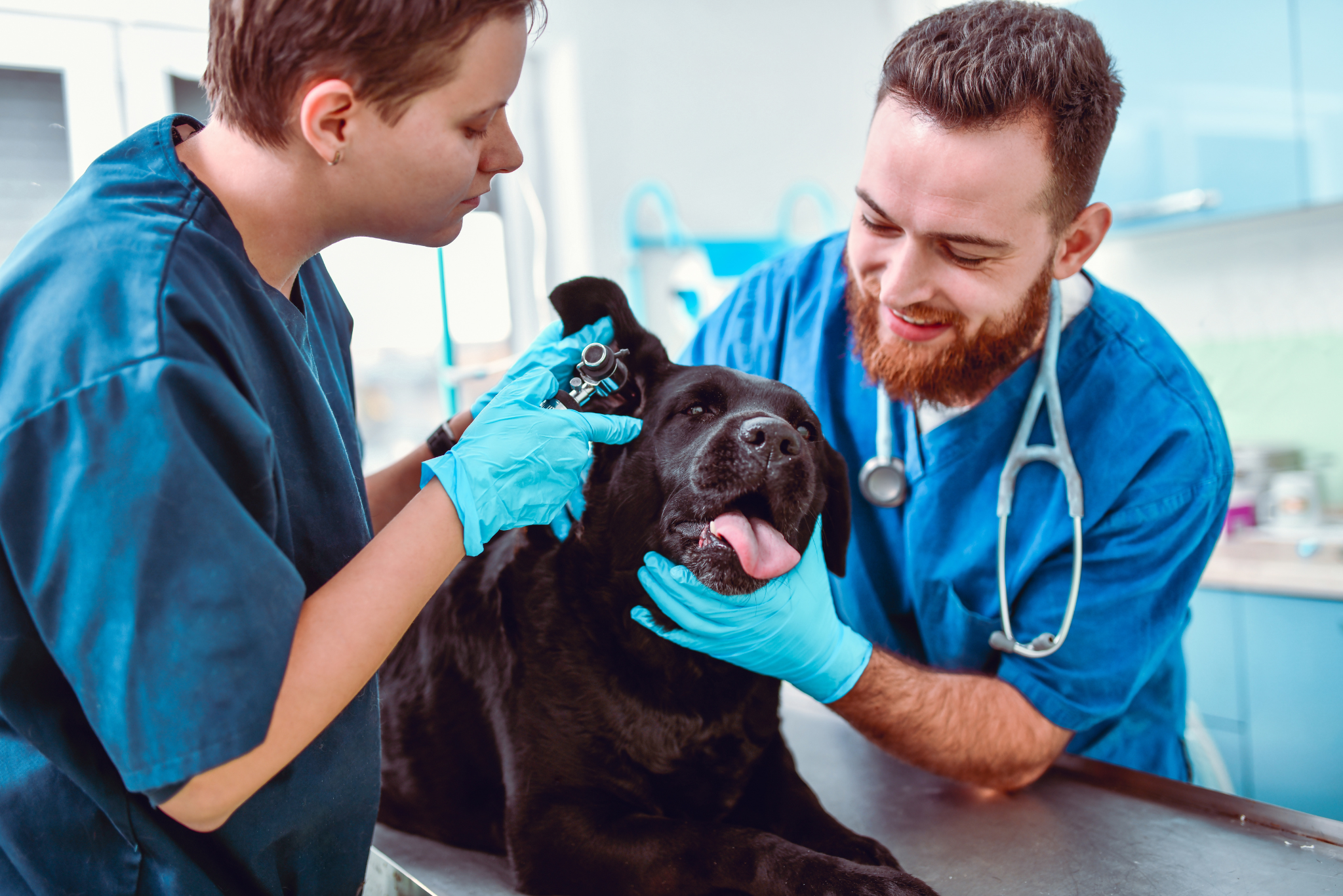 Ohrenentzündung beim Hund